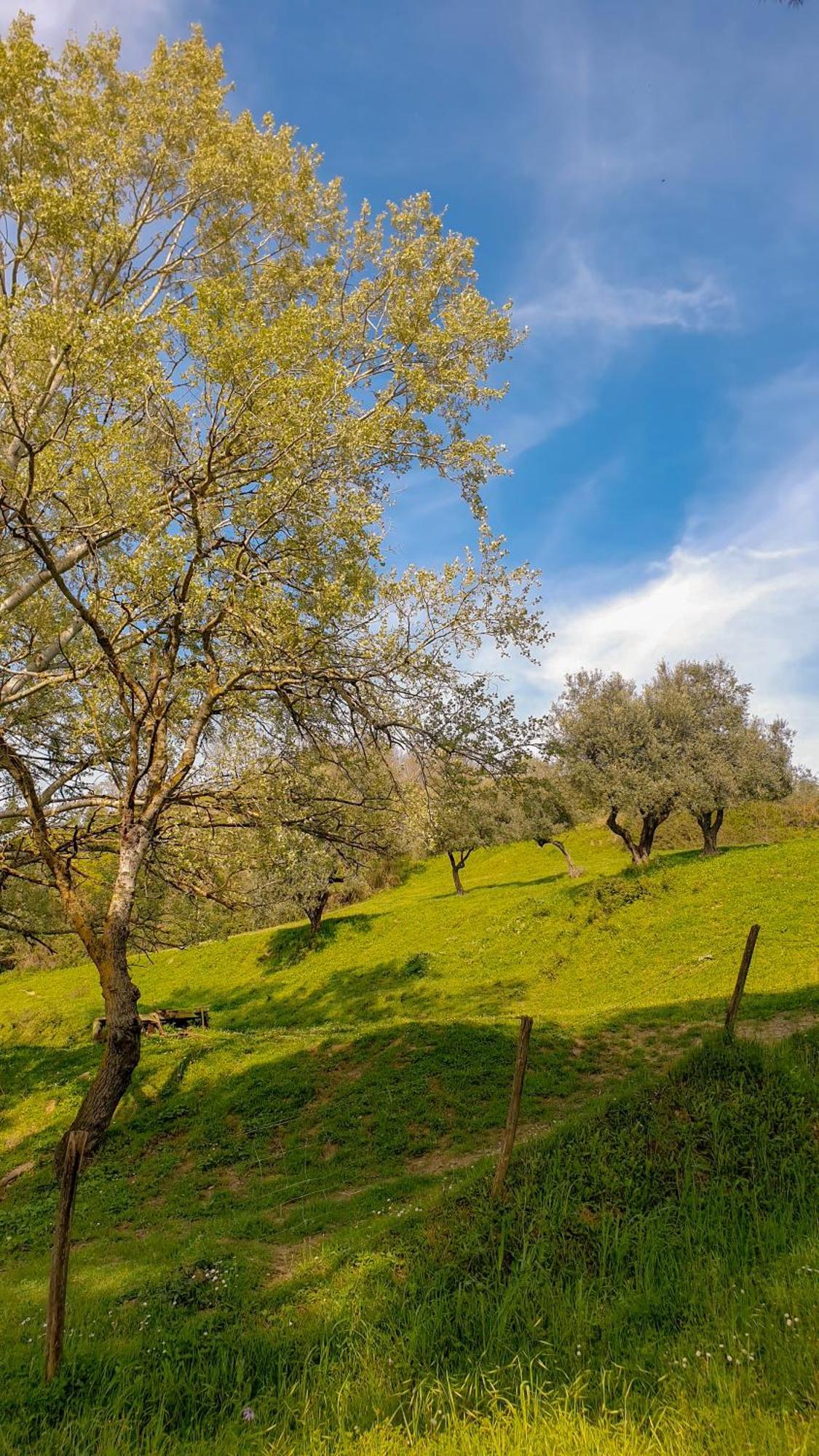 Agriturismo Podere Le Tombe Guest House Palaia Luaran gambar