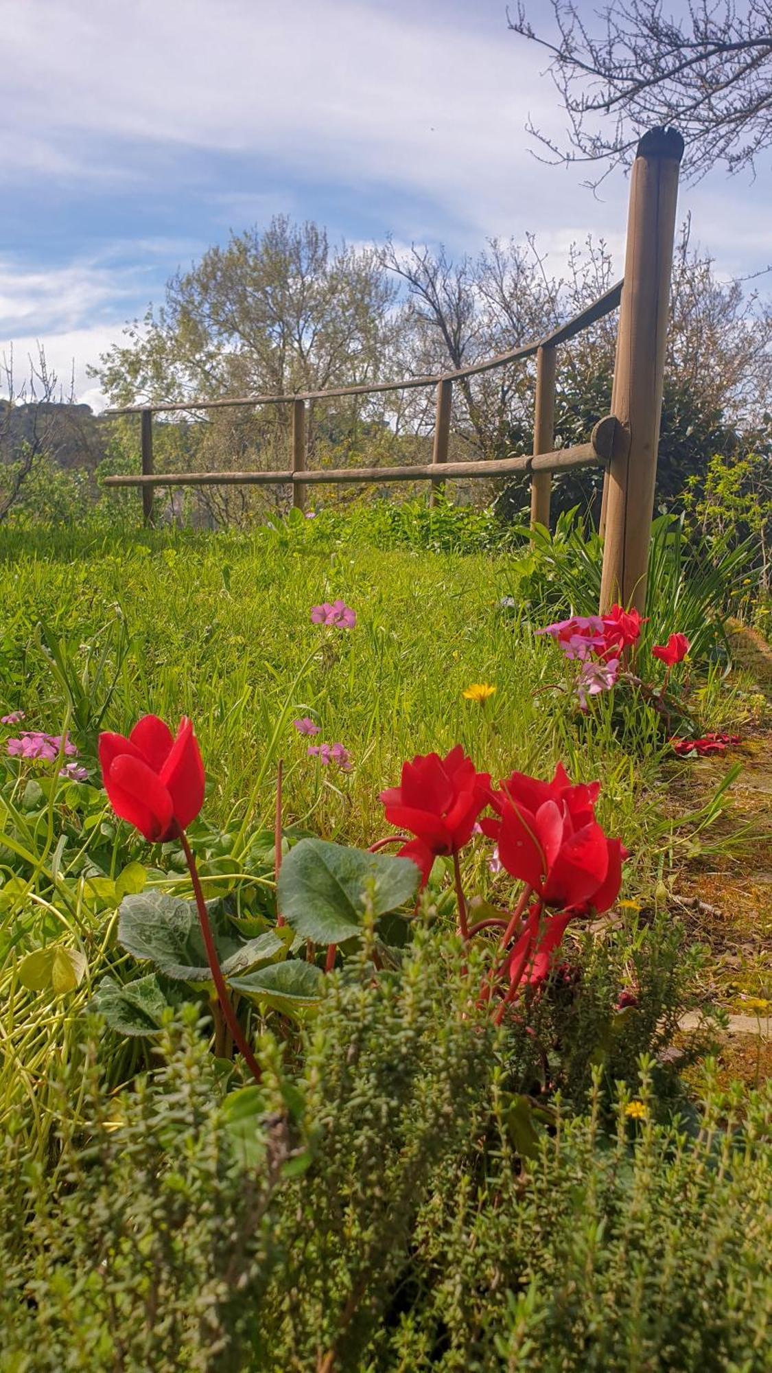 Agriturismo Podere Le Tombe Guest House Palaia Luaran gambar